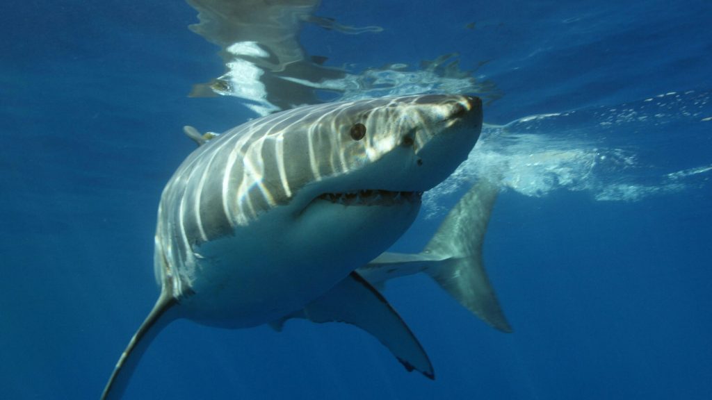 Toothless Sharks? Ocean Acidification Threatens Apex Predators