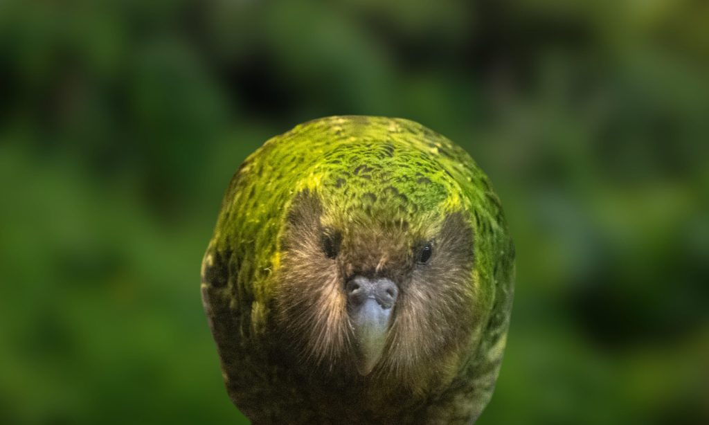 Vaccinating New Zealand’s Rarest Birds Against Avian Flu